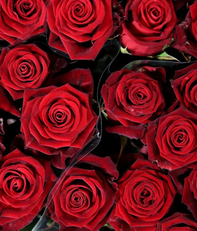 Valentines Day 1536x1024